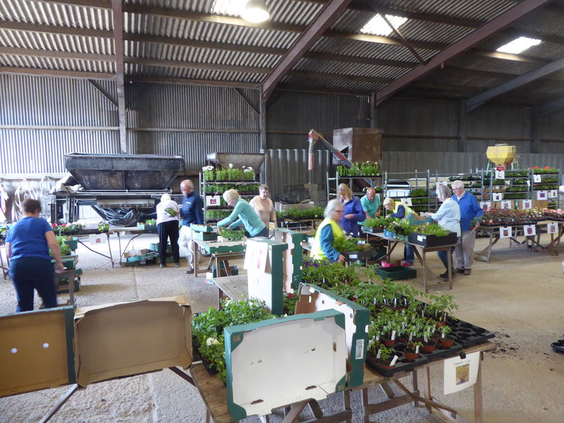 Plant Sale - making up the orders